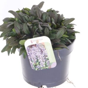 Ajuga reptans Chocolate Chips
(6 Plants/Order)(17cmP 20cmH)