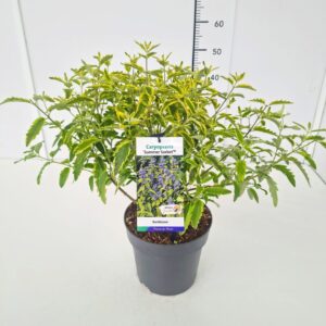 Caryopteris x clandonensis Summer Sorbet' C5
(1 Plants/Order)(23cmP 60cmH)