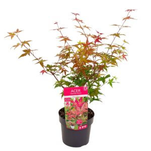 Acer palmatum Beni-maiko
(1 Plants/Order)(19cmP 55cmH)