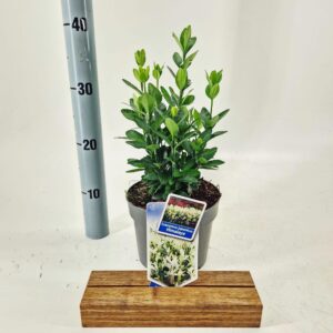 Euonymus japonicus Himalaya ('Lankveld06'PBR)
(1 Plants/Order)(17cmP 35cmH)