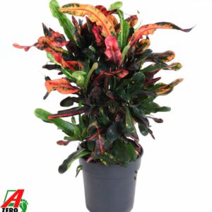 Codiaeum Mammi busch P21
(1 Plants/Order)(21cmP 70cmH)