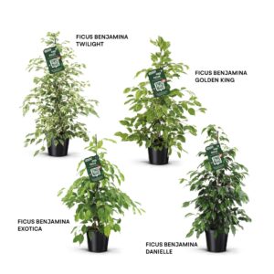 Ficus benjamina forever mix
(1 Plants/Order)(21cmP 105cmH)