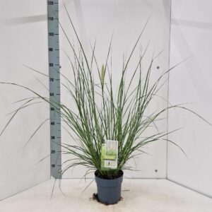 Pennisetum alopecuroides
(1 Plants/Order)(17cmP 80cmH)