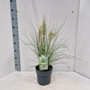 Cortaderia selloana Tiny Pampa (‘Day1’PBR)
(1 Plants/Order)(19cmP 65cmH)