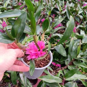 Orchideeen Inca Specialty 9cm
(8 Plants/Order)(9cmP 25cmH)
