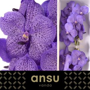 Vanda Sunanda Lavender Sprinkles Vanda Lavender Sprinkles
(16 Plants/Order)(cmP 25cmH)