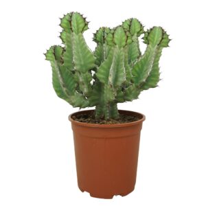 Euphorbia cooperi 27 cm
(1 Plants/Order)(27cmP 55cmH)