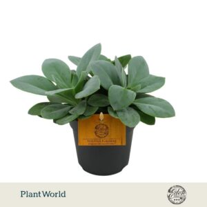 Senecio Mountain Fire Cephalophorus 12cm
(8 Plants/Order)(12cmP 999cmH)