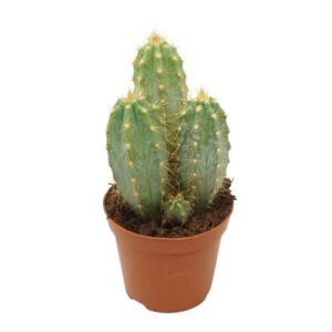 Pilosocereus pachycladus azureus 8,5 cm
(12 Plants/Order)(8.5cmP 12cmH)
