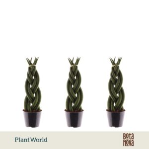 Sansevieria Cylindrica Twist'
(12 Plants/Order)(8.5cmP 30cmH)
