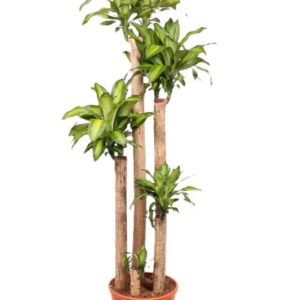 Dracaena Massangeana Dracaena Massangeana 150-120-90-60-30
(1 Plants/Order)(37cmP 200cmH)