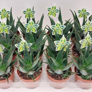 Aloe Aloe Tiki Surf P9
(12 Plants/Order)(9cmP 16cmH)