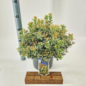 Pieris jap. ‘Little Frosty’ PBR
(1 Plants/Order)(23cmP 35cmH)