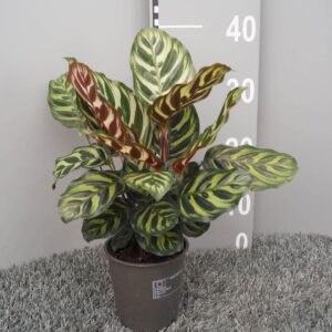 Calathea makoyana
(6 Plants/Order)(12cmP 35cmH)