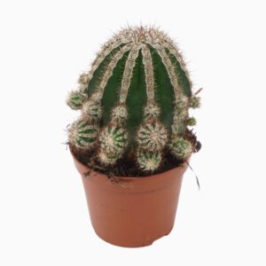 Cactus Echinopsis Haku-Jo Maru 8,5 cm
(12 Plants/Order)(8.5cmP 12cmH)
