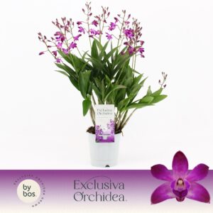 Dendrobium Berry Oda 12+ spike 'Exclusiva Orchidea'
(6 Plants/Order)(12cmP 40cmH)