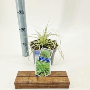 Carex oshimensis EverColor® 'Evergold’
(1 Plants/Order)(17cmP 35cmH)