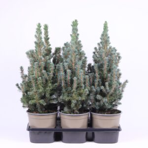 Picea glauca Sanders Blue
(6 Plants/Order)(15cmP 38cmH)