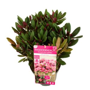 Rhododendron Wine Roses'
(1 Plants/Order)(22cmP 60cmH)