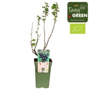 Ribes nigrum Titania Bio P19
(6 Plants/Order)(19cmP 50cmH)