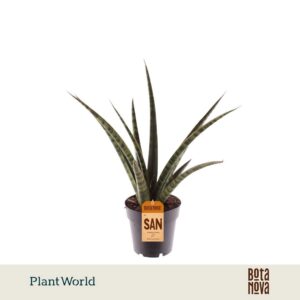 Sansevieria Cylindrica trifasciata 'Megan'
(7 Plants/Order)(14cmP 40cmH)