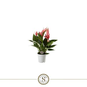 Anthurium Lilli
(16 Plants/Order)(7cmP 25cmH)