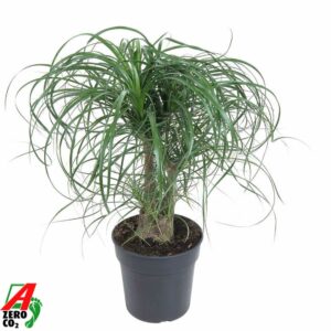 Nolina recurvata Beaucarnea busch P21 1ft
(1 Plants/Order)(21cmP 60cmH)
