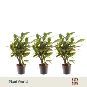 Codiaeum Gold Sun Croton Dust stam 7 cm
(16 Plants/Order)(7cmP 20cmH)