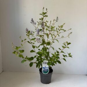 Ceanothus x delilianus Gloire de V
(1 Plants/Order)(17cmP 70cmH)