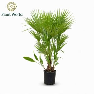 Chamaerops humilis Eagle palm p27 140-150 cm
(5 Plants/Order)(27cmP 140cmH)