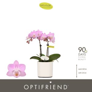 Phalaenopsis Multiflora Optifriend Lieke 2 spike in Piemonte White
(6 Plants/Order)(7cmP 25cmH)