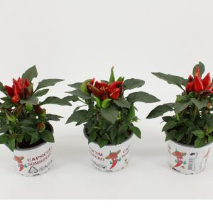 Capsicum Favorit Red Capsicum Sombrero Red
(12 Plants/Order)(10.5cmP 25cmH)