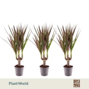 Dracaena Magenta stam 7 cm
(16 Plants/Order)(7cmP 35cmH)