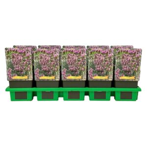 Prunella grandiflora ‘Gruss aus Isernhagen’ P11
(10 Plants/Order)(11cmP 25cmH)