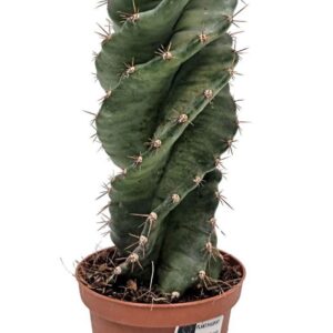 Cereus Forbesi Spiralis 5466
(11 Plants/Order)(10cmP 20cmH)
