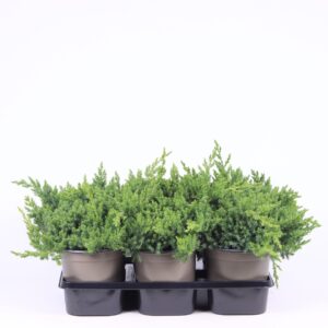 Juniperus procumbens Nana
(6 Plants/Order)(15cmP 25cmH)