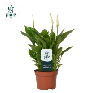 Spathiphyllum Chopin 10,5cm Air So Pure
(12 Plants/Order)(10.5cmP 30cmH)
