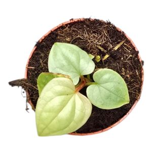Anthurium Leaf Anthurium Luxurians
(5 Plants/Order)(7cmP 15cmH)