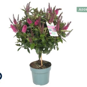 Hebe Hebedonna Nikka Addenda p17 ball op stam ca. 35 cm)
(3 Plants/Order)(17cmP 60cmH)
