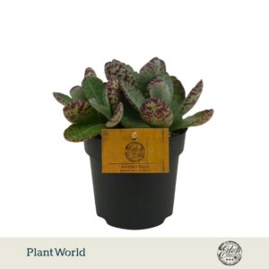Kalanchoe humilis Surprising Desert
(4 Plants/Order)(12cmP 30cmH)