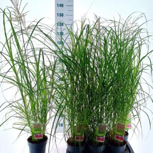 Miscanthus Red Chief sin.
(1 Plants/Order)(17cmP 85cmH)