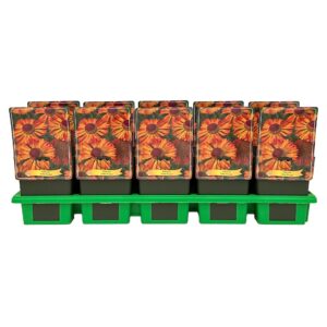 Helenium Little Orange' P11
(10 Plants/Order)(11cmP 25cmH)