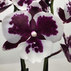 Phalaenopsis other Limited 62 Week 26
(10 Plants/Order)(12cmP 65cmH)