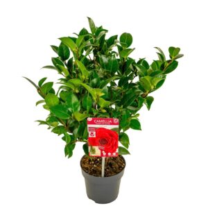 Camellia japonica Black Lace' Premium
(6 Plants/Order)(15cmP 55cmH)