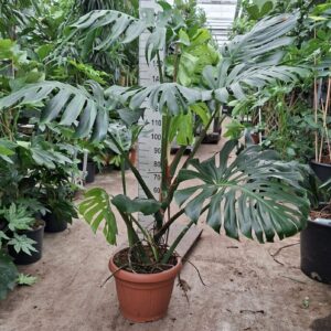 Monstera deliciosa
(1 Plants/Order)(35cmP 180cmH)