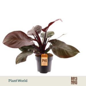Philodendron Cherry Red
(5 Plants/Order)(19cmP 50cmH)