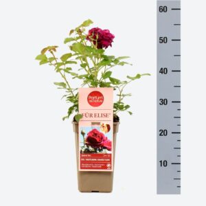 Rosa other Für Elise 'Parfum de Nature', C3
(6 Plants/Order)(17cmP 20cmH)