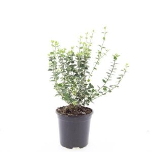 Euonymus fortunei Emerald Gaiety
(8 Plants/Order)(14cmP 10cmH)