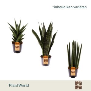 Sansevieria other urban mix
(10 Plants/Order)(12cmP 40cmH)