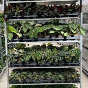 Indoor plants Mixkar div. Green plants 12 cm
(10 Plants/Order)(12cmP 40cmH)